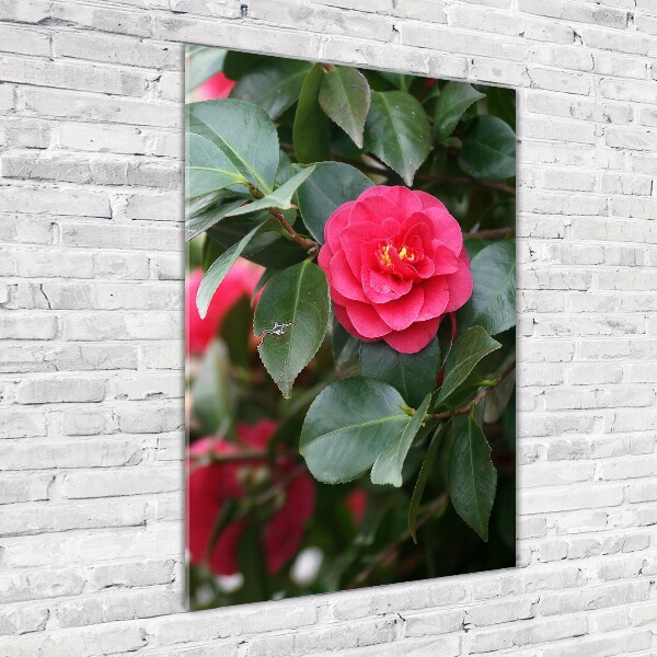 Staand foto plexiglas Camelia