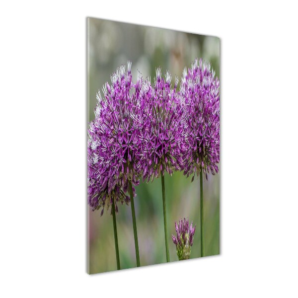 Staand foto in plexiglas Knoflookbloemen