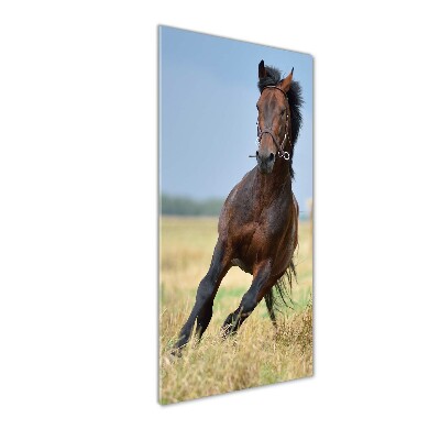 Staand foto plexiglas Een paard in een veld