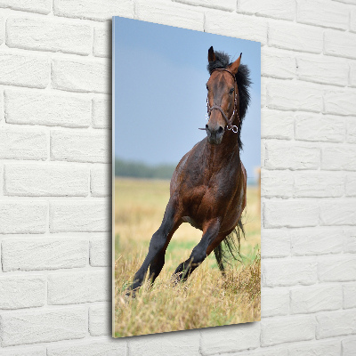 Staand foto plexiglas Een paard in een veld