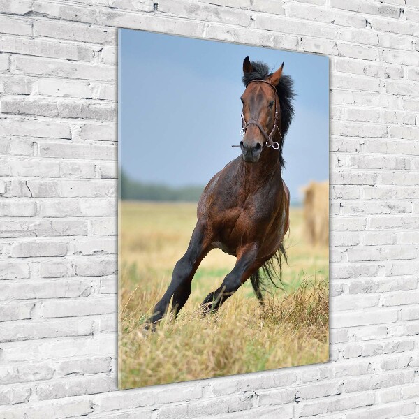 Staand foto plexiglas Een paard in een veld