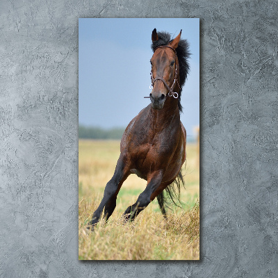 Staand foto plexiglas Een paard in een veld