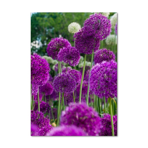 Staand plexiglas foto Knoflookbloemen