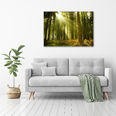 Schilderij op canvas Dennenbos