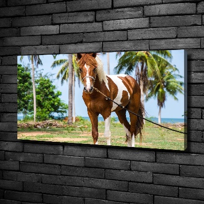 Foto op canvas Gevlekt paard