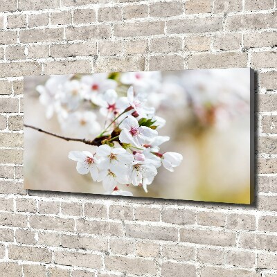 Foto op canvas Kersenbloesems