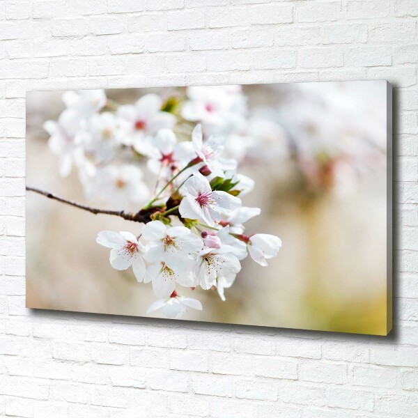 Foto op canvas Kersenbloesems