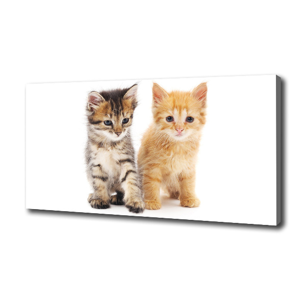 Foto op canvas Bruine en rosse kat