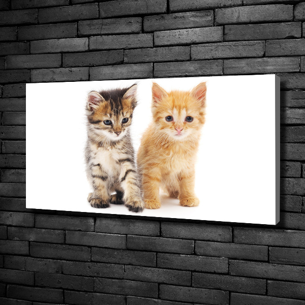 Foto op canvas Bruine en rosse kat