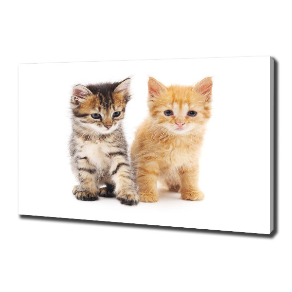 Foto op canvas Bruine en rosse kat