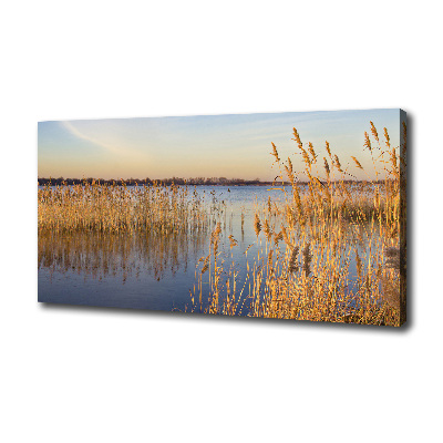 Canvas schilderij Waterriet