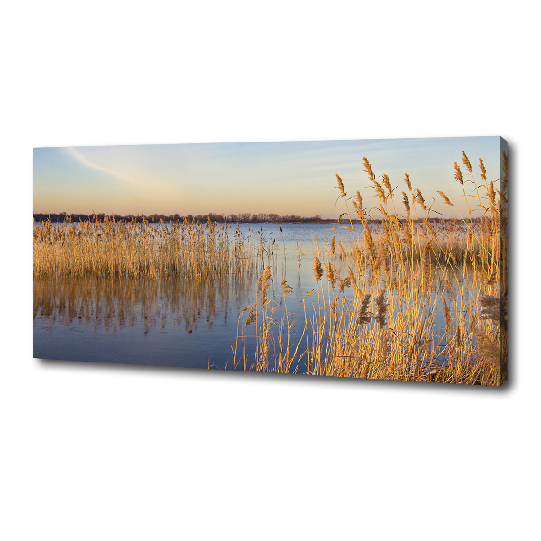 Canvas schilderij Waterriet