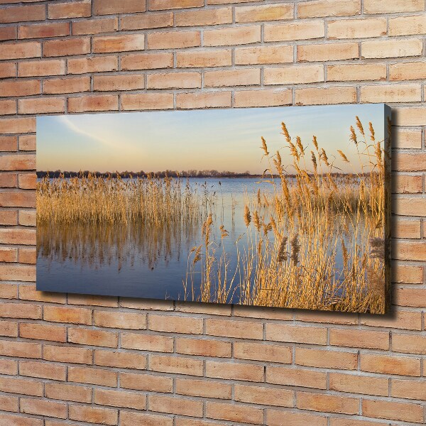 Canvas schilderij Waterriet