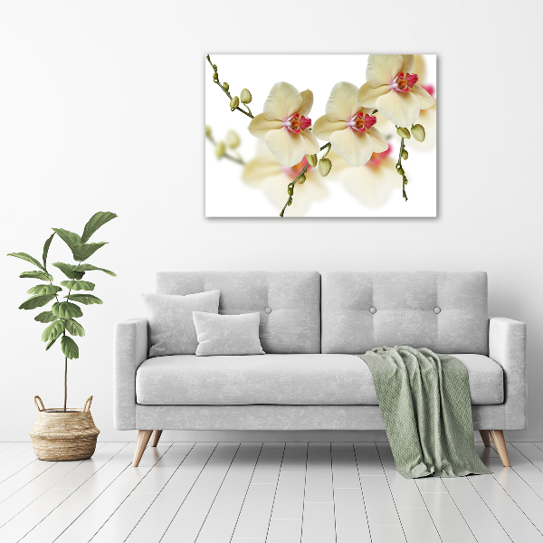 Schilderij op canvas Orchidee