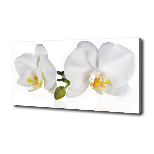 Foto canvas Orchidee