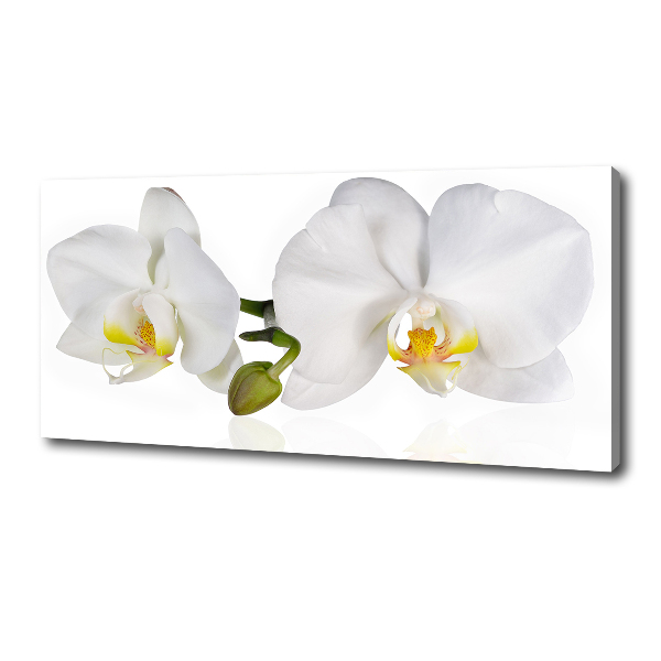 Foto canvas Orchidee
