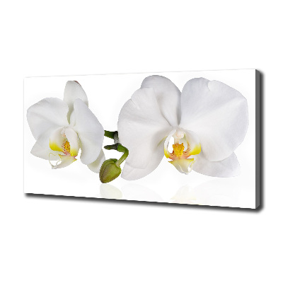 Foto canvas Orchidee