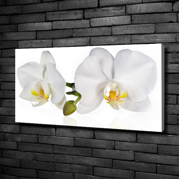 Foto canvas Orchidee