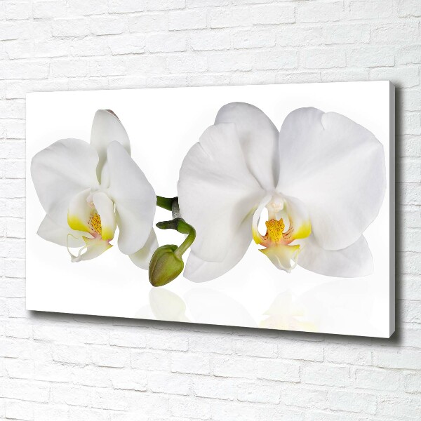 Foto canvas Orchidee
