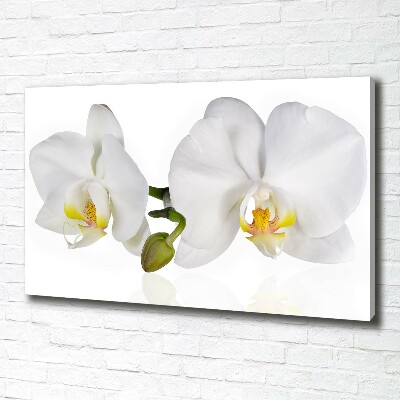 Foto canvas Orchidee