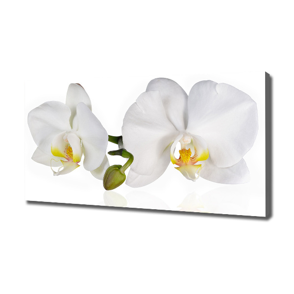 Foto canvas Orchidee