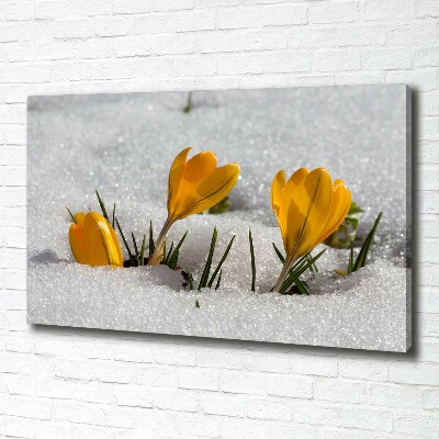 Foto op canvas Krokussen in de sneeuw