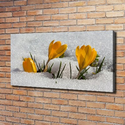 Foto op canvas Krokussen in de sneeuw