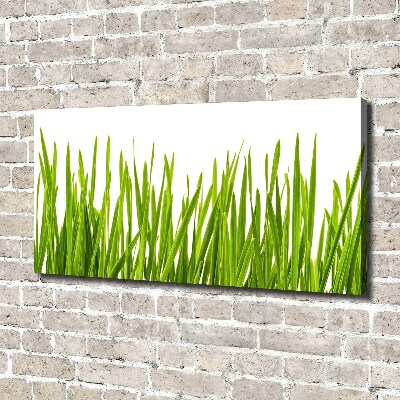 Foto canvas Gras