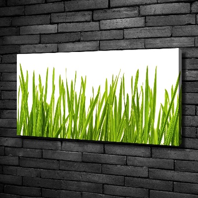 Foto canvas Gras