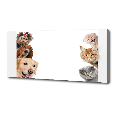 Foto canvas Honden en katten