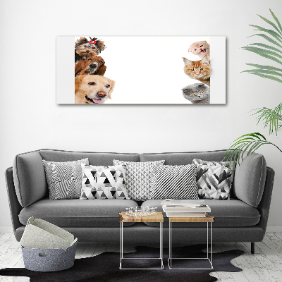 Foto canvas Honden en katten