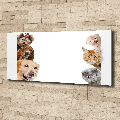 Foto canvas Honden en katten