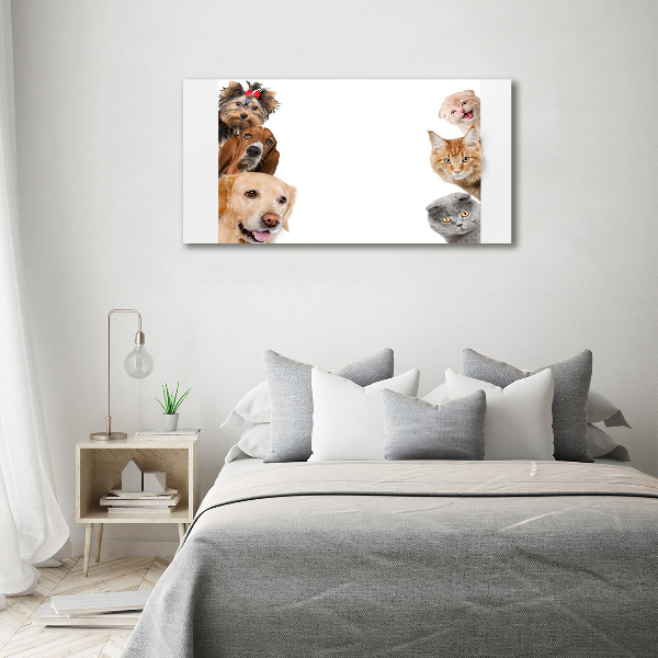 Foto canvas Honden en katten