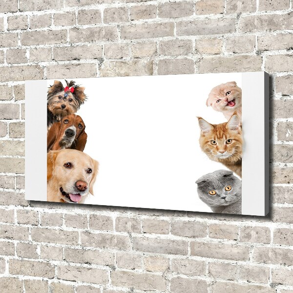 Foto canvas Honden en katten