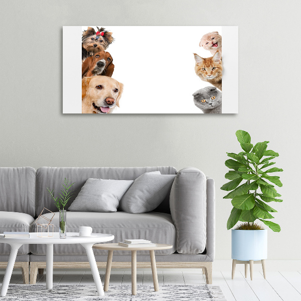 Foto canvas Honden en katten