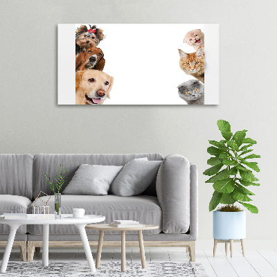 Foto canvas Honden en katten