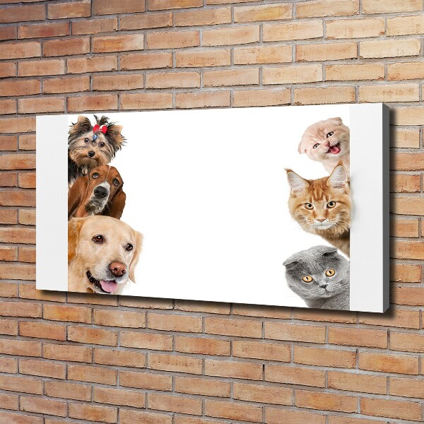 Foto canvas Honden en katten