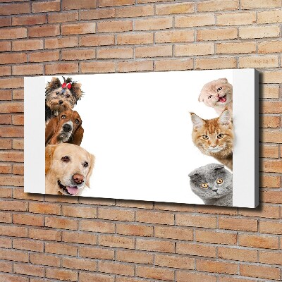 Foto canvas Honden en katten