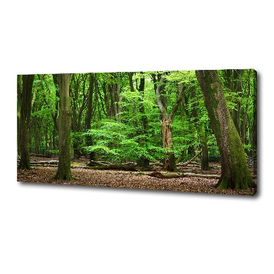 Foto op canvas Nederlands bos