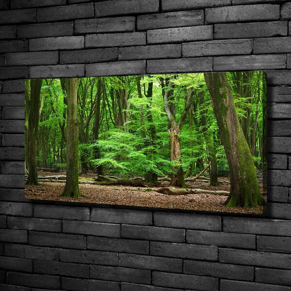 Foto op canvas Nederlands bos
