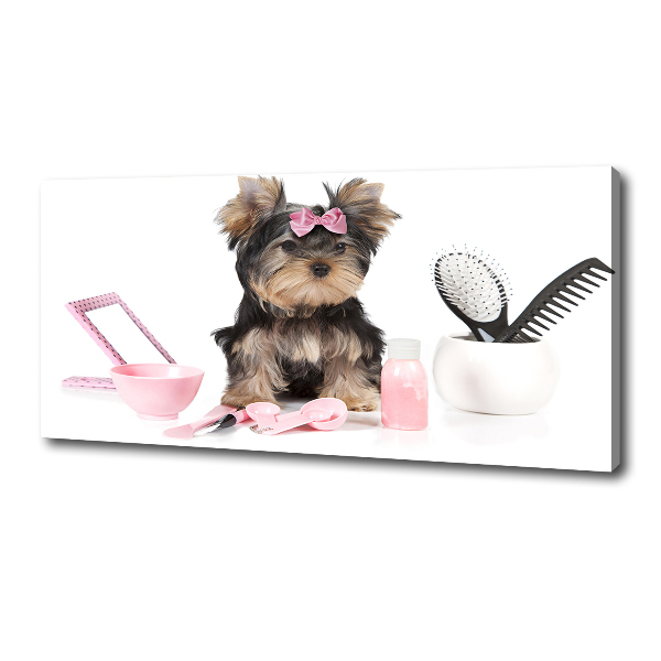 Canvas foto Yorkshire cosmetica