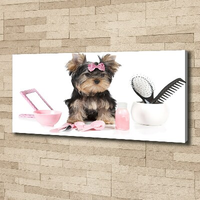 Canvas foto Yorkshire cosmetica