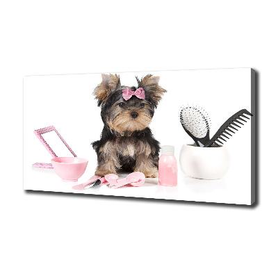 Canvas foto Yorkshire cosmetica