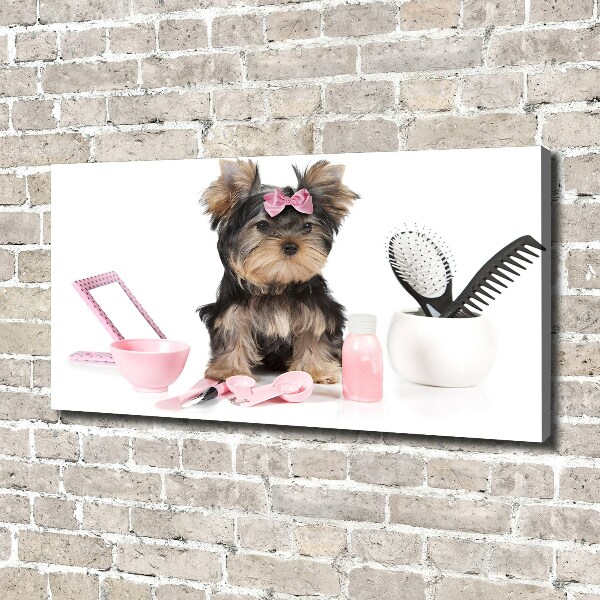 Canvas foto Yorkshire cosmetica