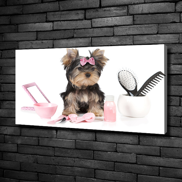 Canvas foto Yorkshire cosmetica