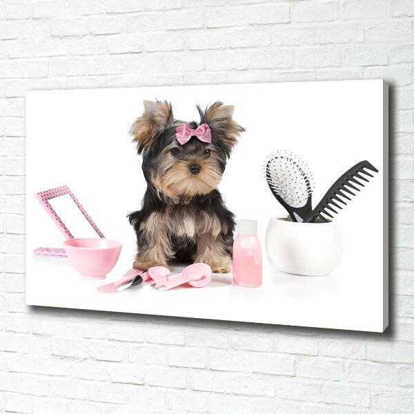 Canvas foto Yorkshire cosmetica