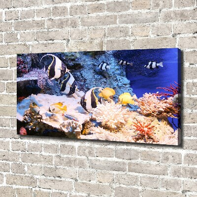 Foto canvas Koraalrif