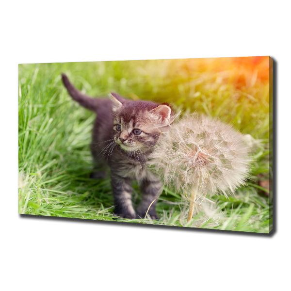 Schilderij op canvas Kitten met een paardenbloem