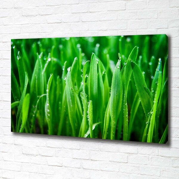 Schilderij op canvas Gras