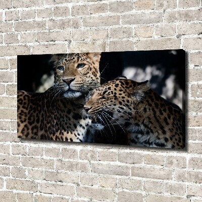 Foto op canvas Twee luipaarden